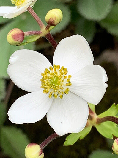 Anemone rivularis