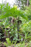 Arisaema triphyllum