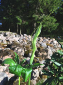 Arisaema dracontium
