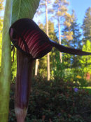 Arisaema speciosum