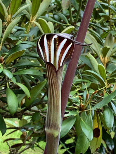 Arisaema