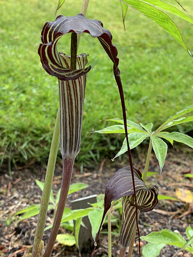 Arisaema ciliatum var liubaense