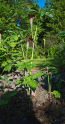 Arisaema ciliatum v. ljubliense