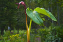 Arisaema costatum