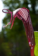 Arisaema costatum