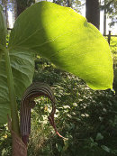 Arisaema fargesii