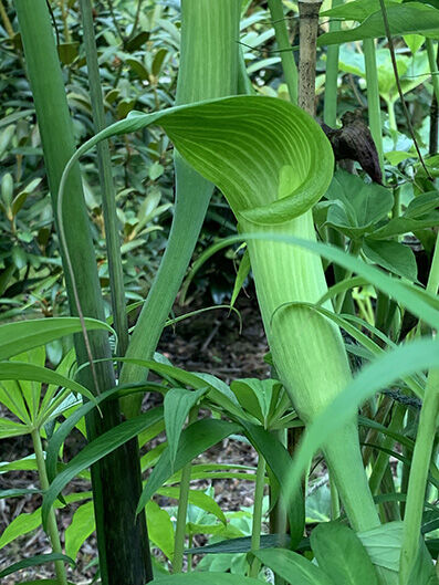 ARISAEMA JACQUEMONTII