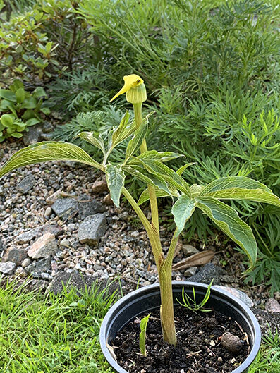 arisaema flavum