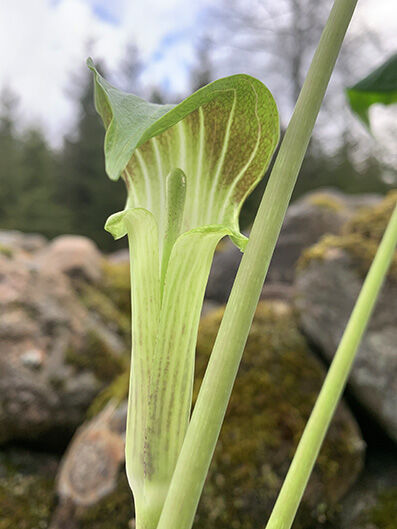 Arisaema japonicum