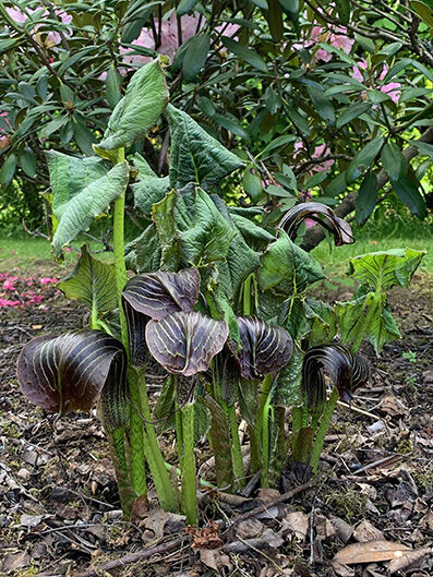 arisaema propinquum