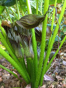 Arisaema propinquum