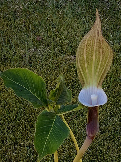 arisaema sikokianum