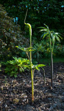 Arisaema tortousum