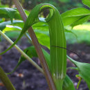 Arisaema tortuosum