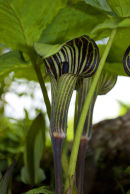 Arisaema triphyllum