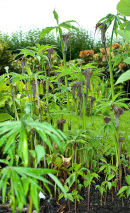 Arisaema ciliatum v. ljubliense