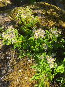 Aster, Chadwell coll.