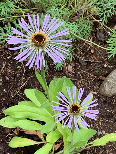 Aster diplostephioides