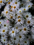 Aster dumosus Apollo ?