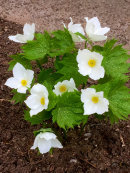 Glaucidium palmatum, alba