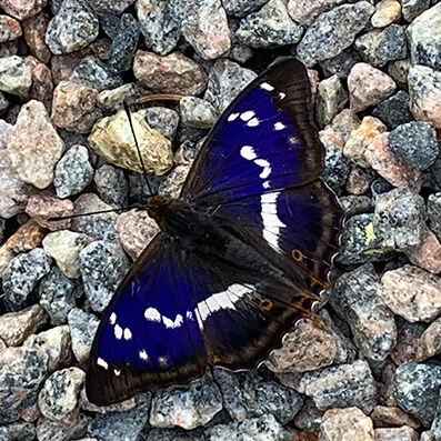 Sälgskimmerfjäril, Apatura iris