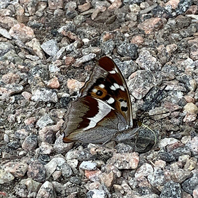 Sälgskimmerfjäril, Apatura iris