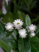 CC 4271 Unidentified