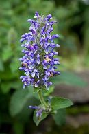 CC 5229 Nepeta nevosa