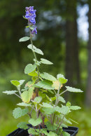 CC7498 Nepeta sp
