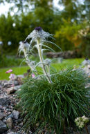 CC 4844 Saussurea graminifolia