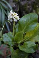 Bergenia stracheyi