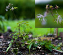 CC 5194 Thalictrum