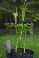 CC 5184 Arisaema jacquemontii