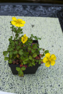 CC 7531 Potentilla cuneata