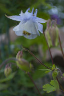 CC Aquilegia