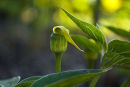 CC Arisaema flavum