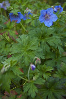CC 5247 Geranium himalayense