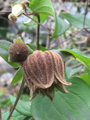 CLEMATIS FUSCA