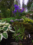Campanula, Aster and townsendia combo.