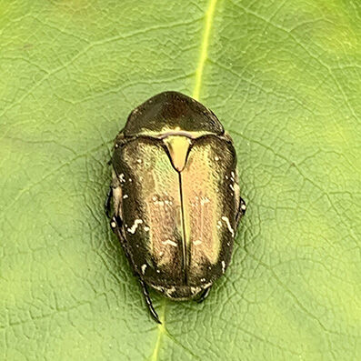 Cetoniidae Guldbagge