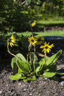 CC  Cremanthodium lineare