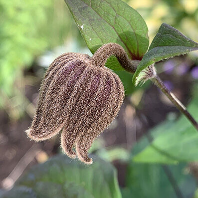 Clematis fusca