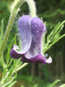 Clematis hirsutissima