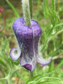 Clematis hirsutissima