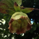 Codonopsis lanceolata