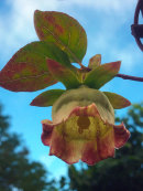 Codonopsis lanceolata