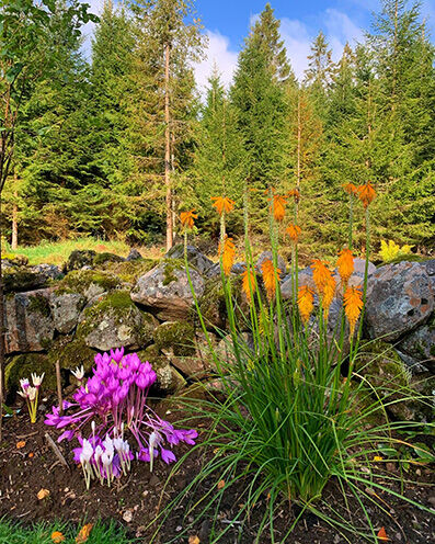 Colchicum and Kniphofia