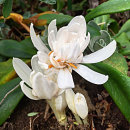 Colchicum autumnale alboplenum