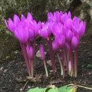 Colchicum speciosum