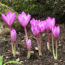 Colchicum speciosum